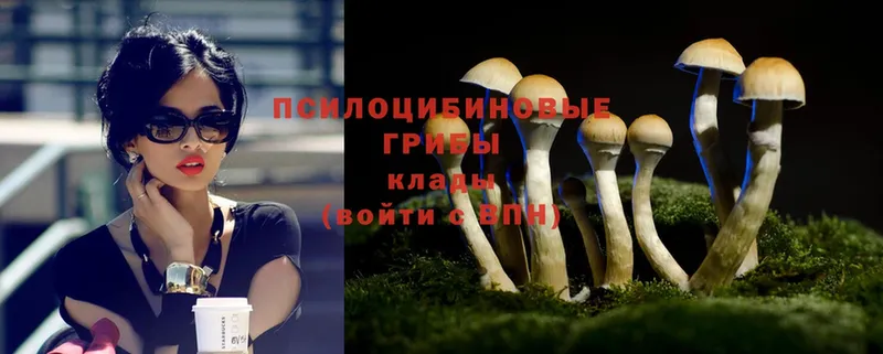 Галлюциногенные грибы Psilocybe  купить наркотики сайты  Губаха 